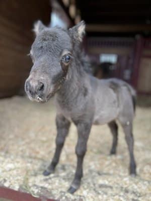 13 Hands Equine Rescue Inc.