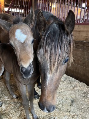 13 Hands Equine Rescue Inc.
