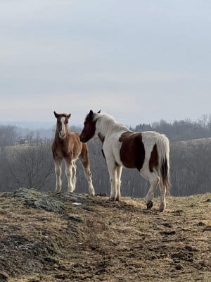 13 Hands Equine Rescue Inc.
