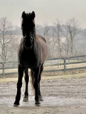 13 Hands Equine Rescue Inc.
