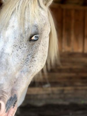 13 Hands Equine Rescue Inc.