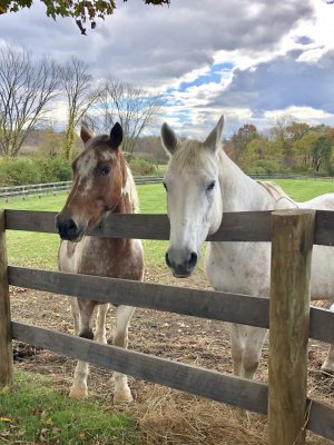 13 Hands Equine Rescue Inc.