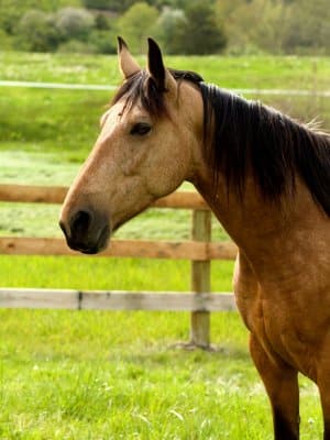 13 Hands Equine Rescue Inc.