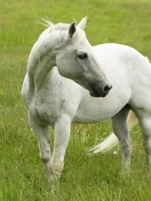 13 Hands Equine Rescue Inc.