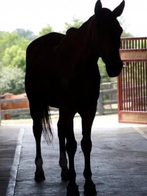 13 Hands Equine Rescue Inc.