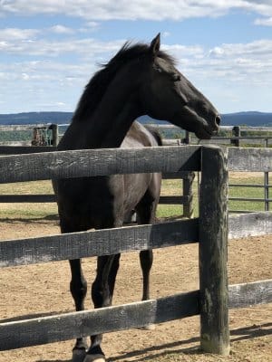 13 Hands Equine Rescue Inc.