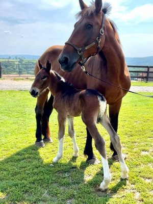 13 Hands Equine Rescue Inc.