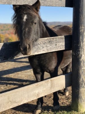 13 Hands Equine Rescue Inc.