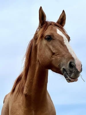 13 Hands Equine Rescue Inc.