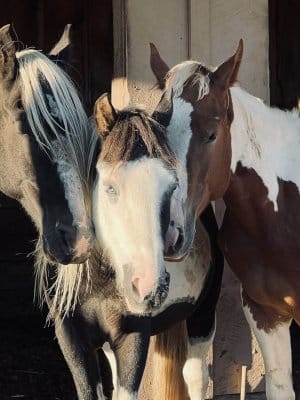 13 Hands Equine Rescue Inc.