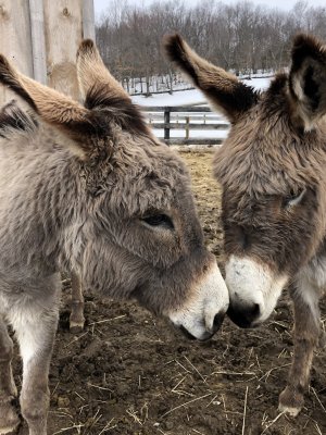 13 Hands Equine Rescue Inc.