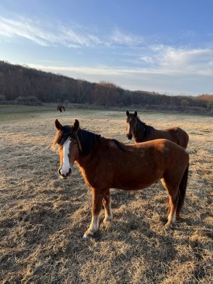 13 Hands Equine Rescue Inc.