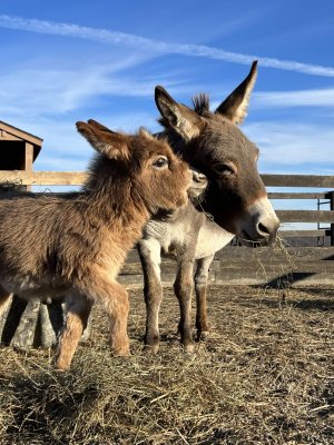 13 Hands Equine Rescue Inc.