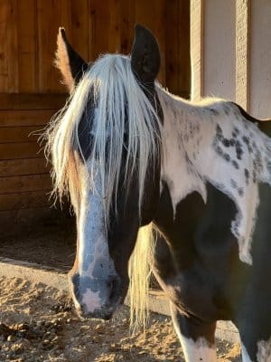 13 Hands Equine Rescue Inc.