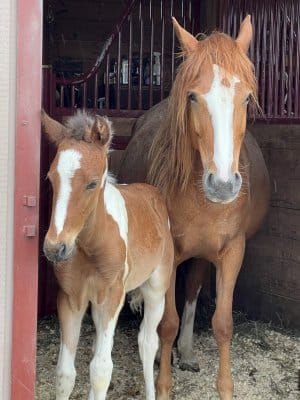 13 Hands Equine Rescue Inc.
