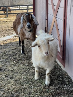 13 Hands Equine Rescue Inc.