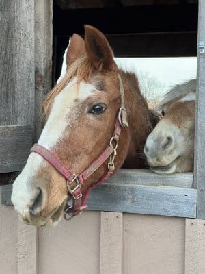 13 Hands Equine Rescue Inc.
