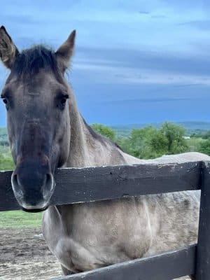 13 Hands Equine Rescue Inc.