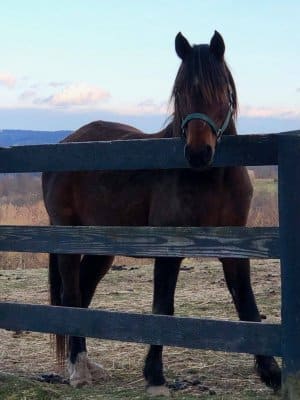 13 Hands Equine Rescue Inc.