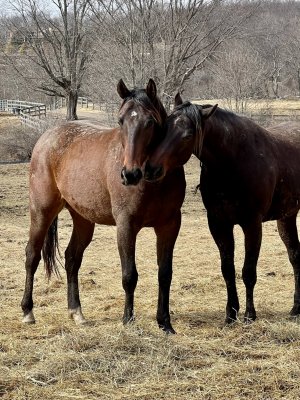 13 Hands Equine Rescue Inc.