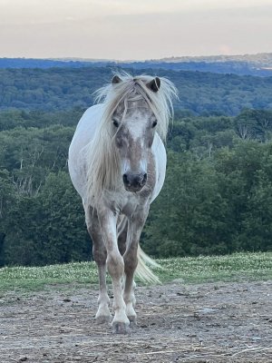 13 Hands Equine Rescue Inc.