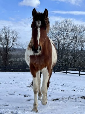 13 Hands Equine Rescue Inc.