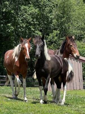 13 Hands Equine Rescue Inc.