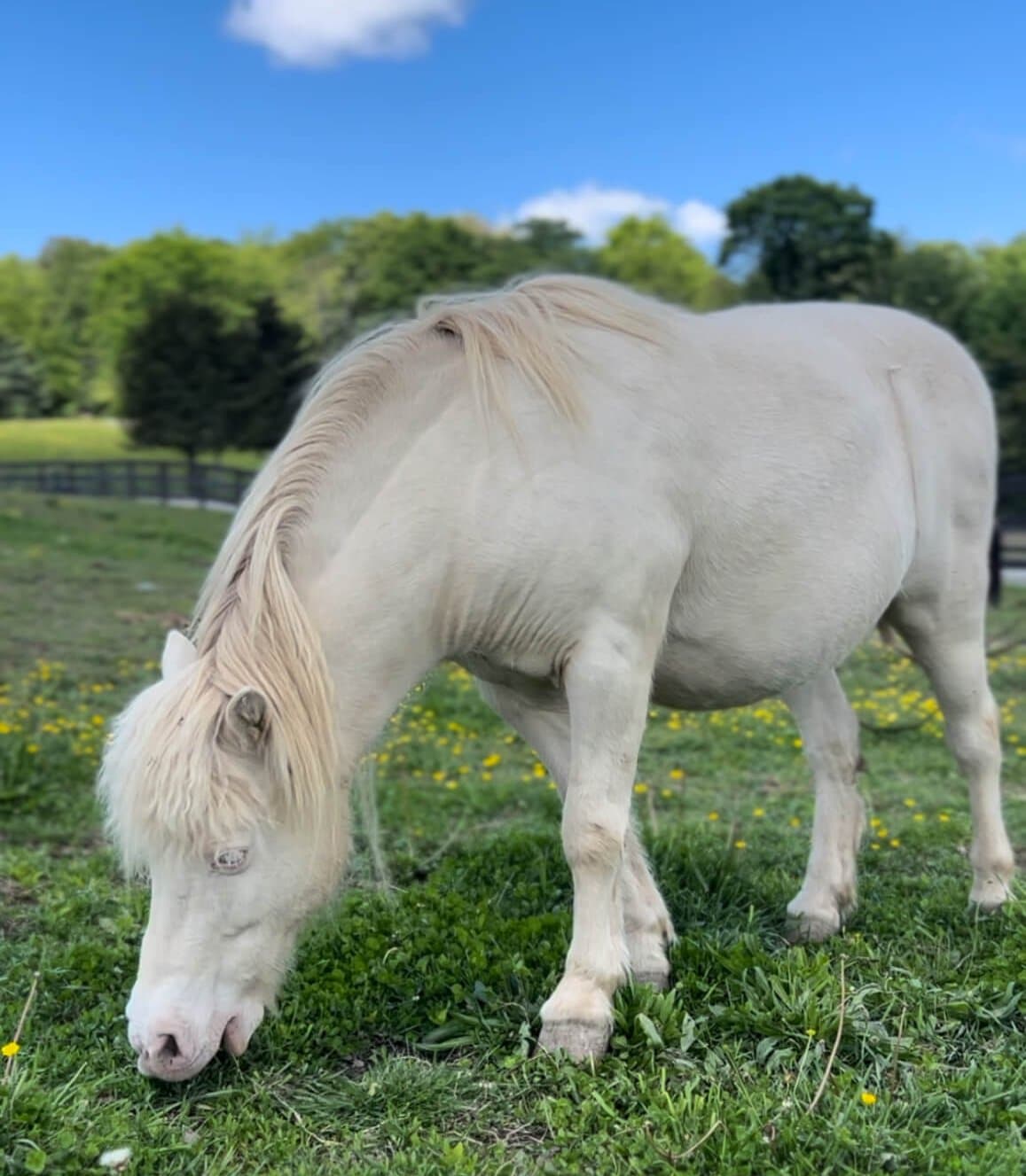 Mini Horse Experience