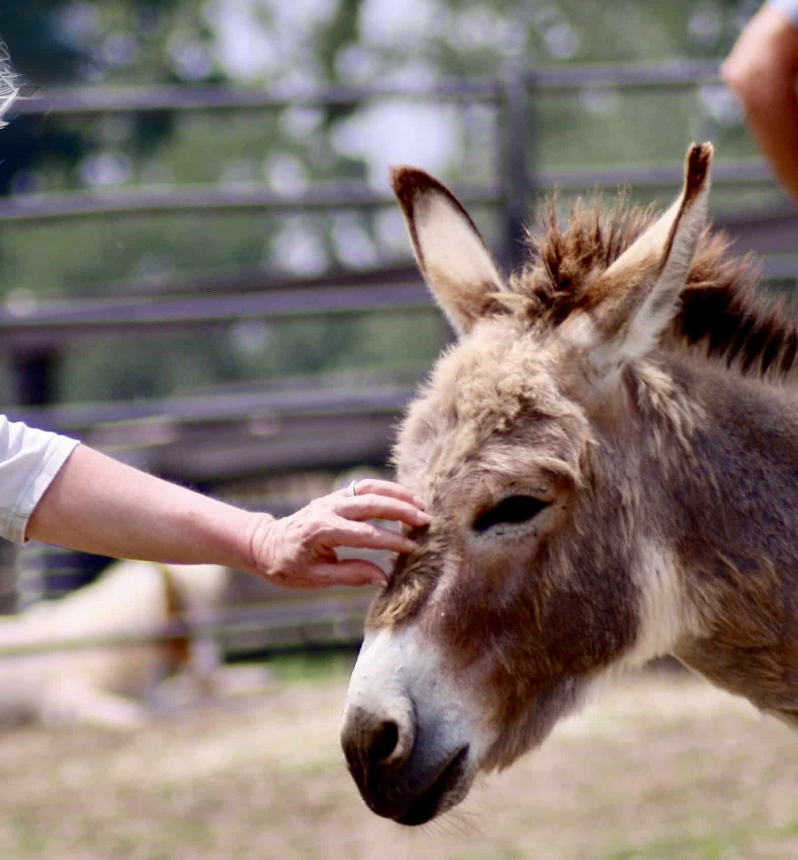 13 Hands Equine Rescue Inc.