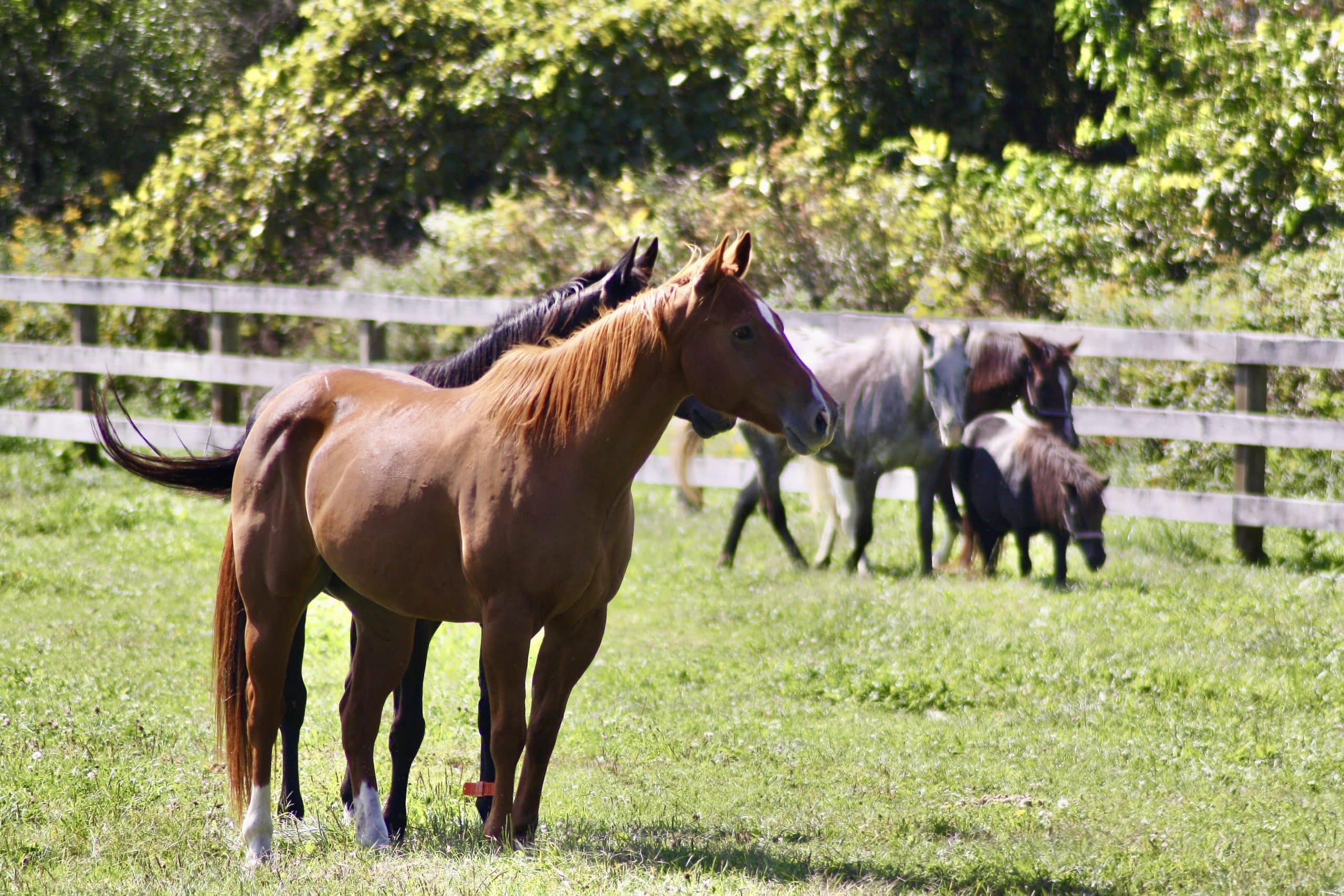 13 Hands Equine Rescue Inc.