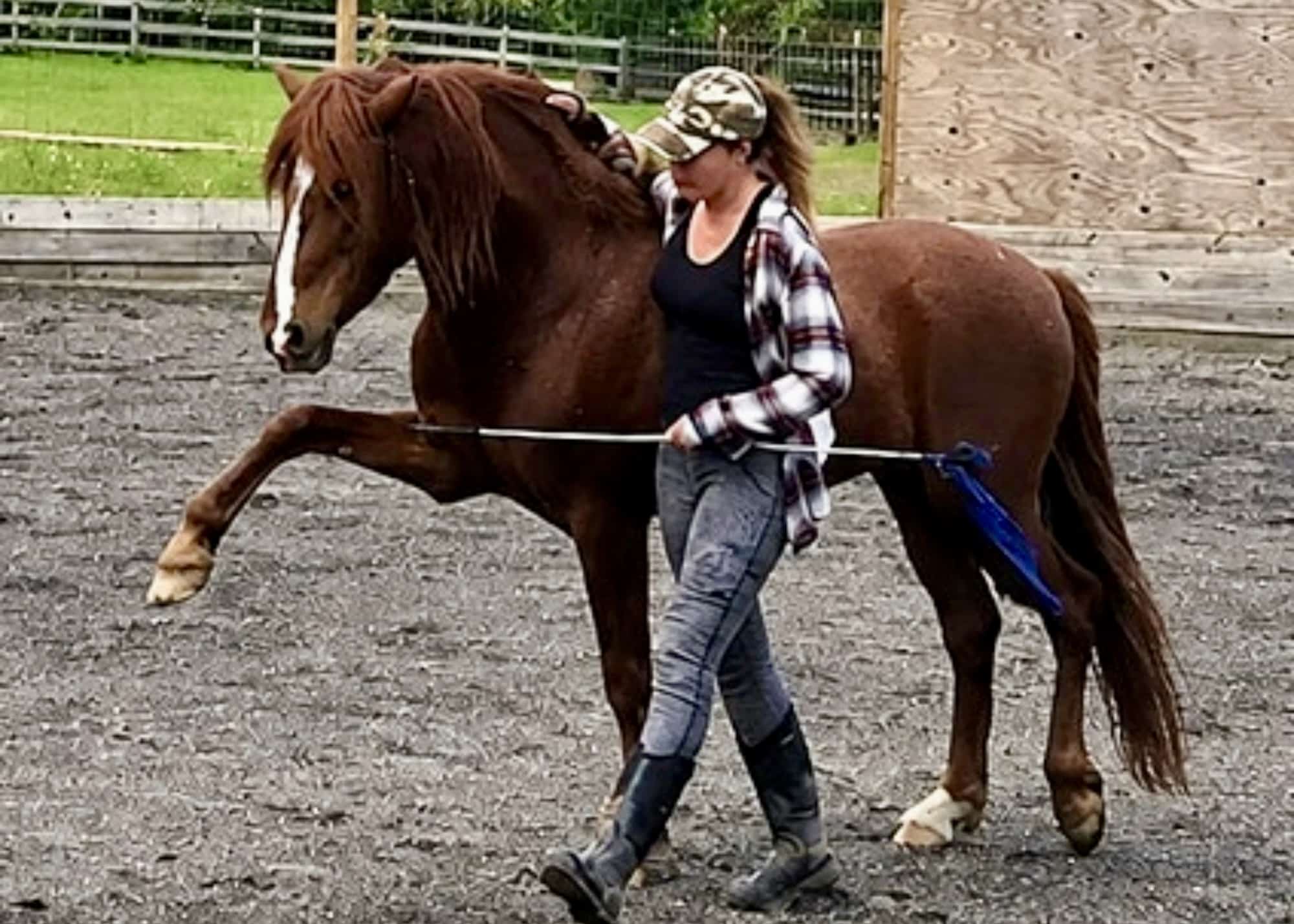 The Language of Liberty “The Flow of Dialogue” | Cultivating an Energetic Partnership with Heather Maleya Meyer of Reimagine Horsemanship