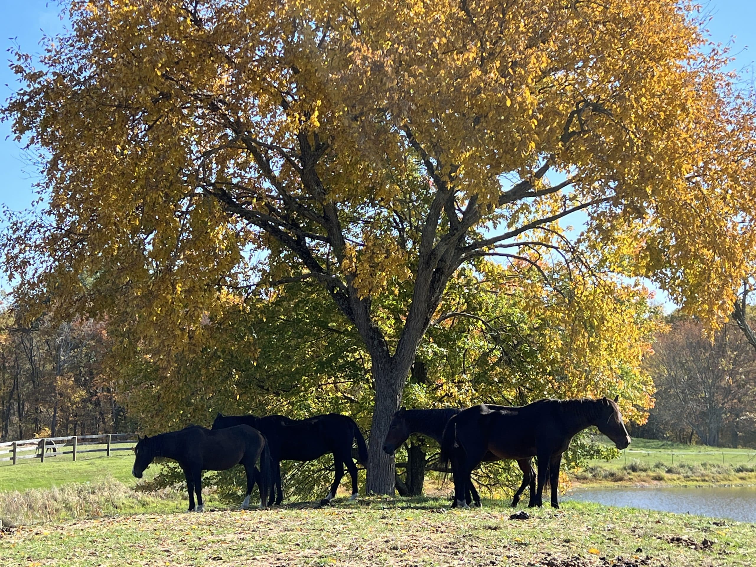 13 Hands Equine Rescue Inc.
