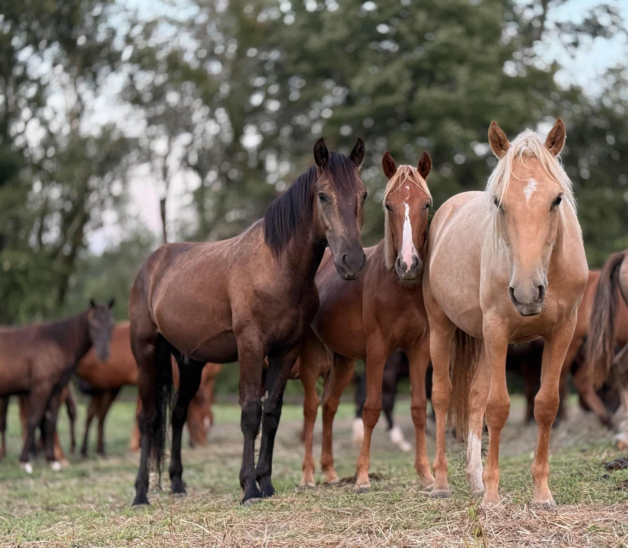 Our Horses