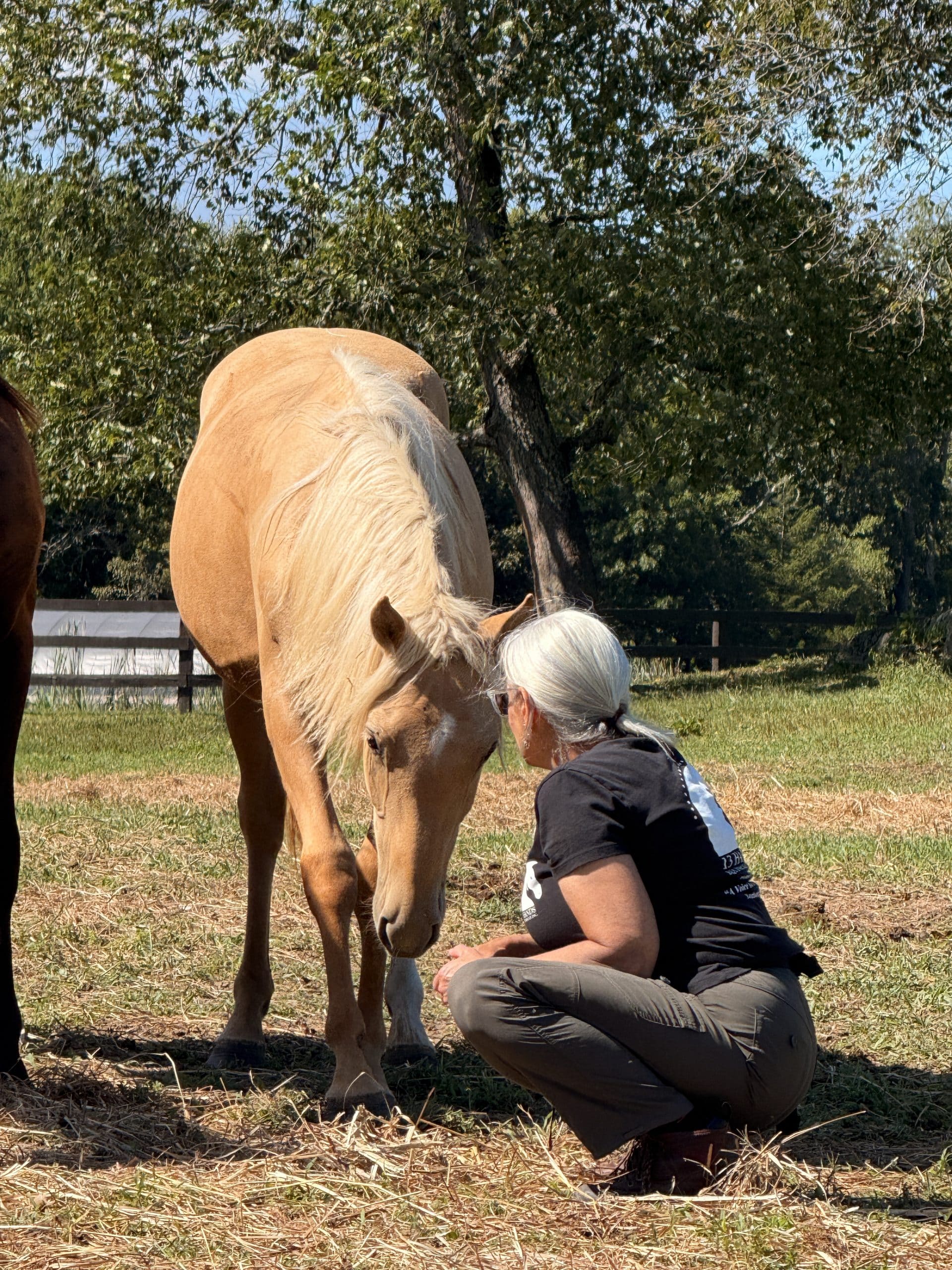 Equine Assisted Learning (EAL)