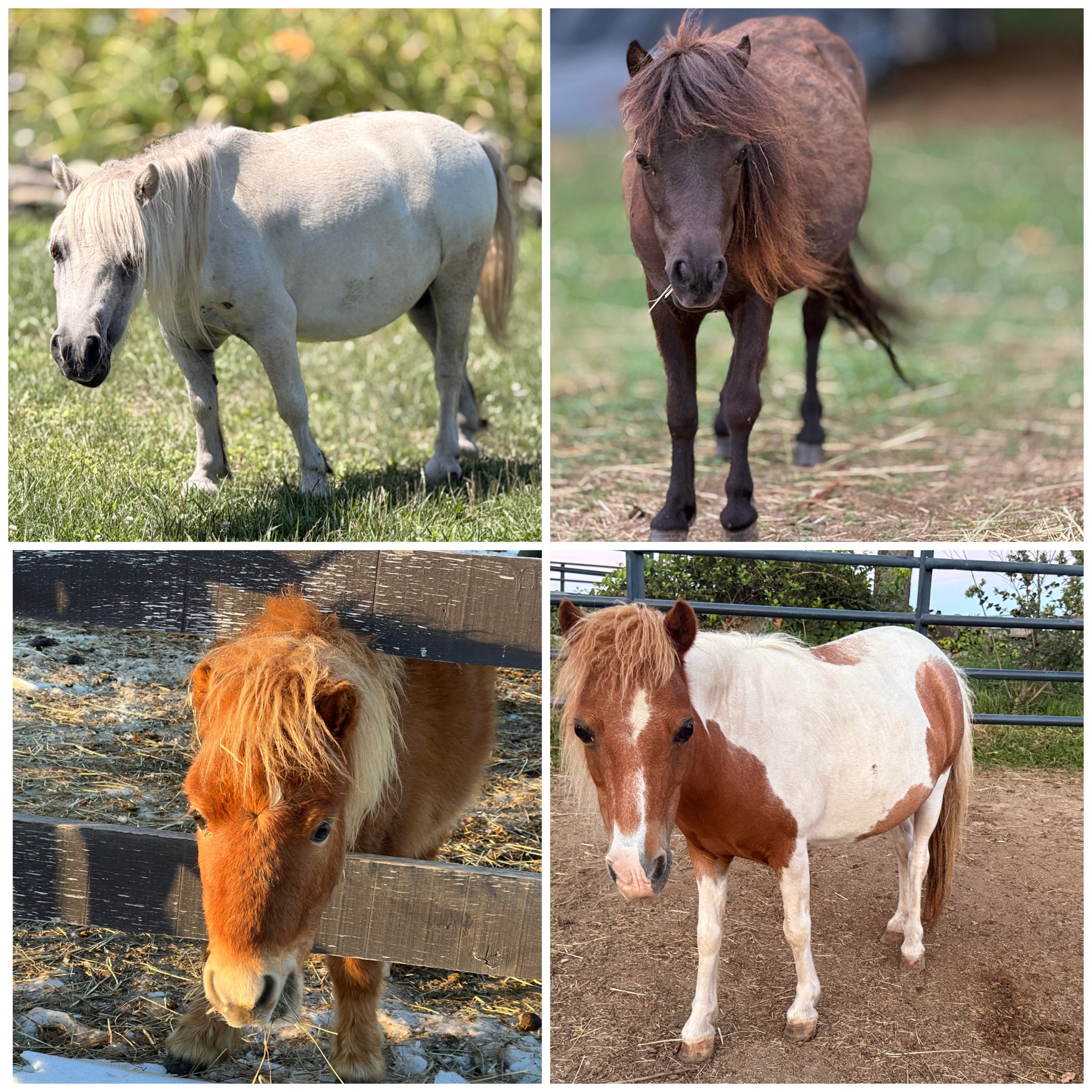 Mini Horse Experience