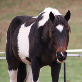 draft cross horse for adoption ny