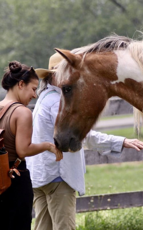 mindfulness with horses retreat hudson valley ny