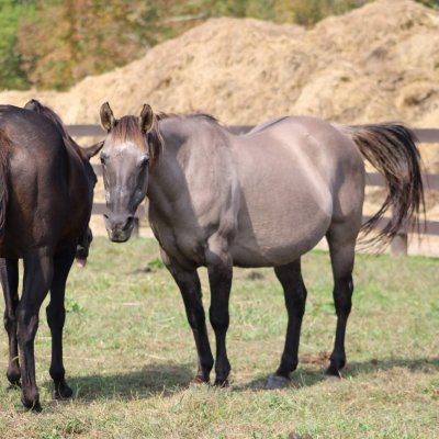 mare rescue in new york