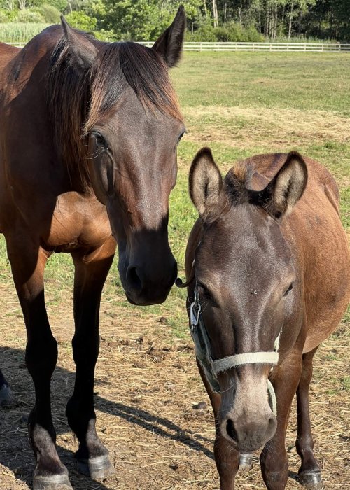 standardbred mule pair for adoption hudson valley new york