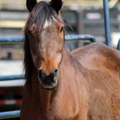 mare for adoption and sponsorship