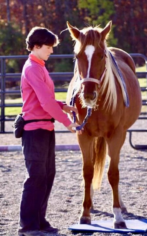 learn clicker training and positive reinforcement with rescue horses