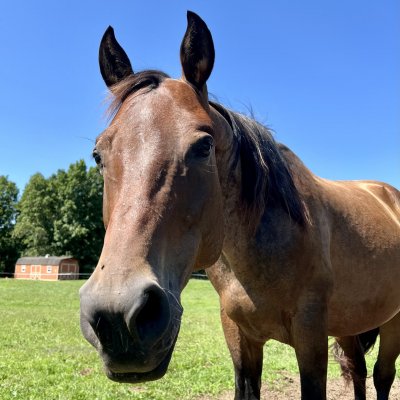 quarter horse gelding rescue horse new york