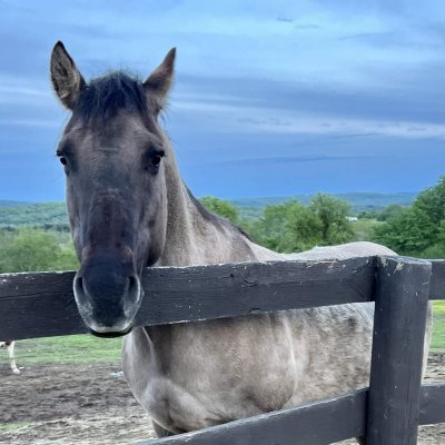 quarter horse rescue horse therapy partner