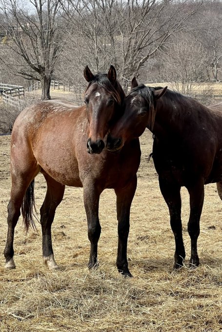 young thoroughbreds for adoption riding